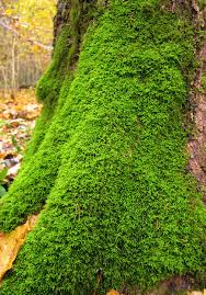 Attēlu rezultāti vaicājumam “Anomodon longifolius”