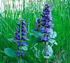 Attēlu rezultāti vaicājumam “Ajuga genevensis flower”
