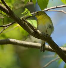 Image result for Vireo flavifrons