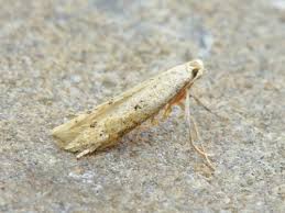 Attēlu rezultāti vaicājumam “Tischeriidae”