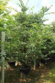 Attēlu rezultāti vaicājumam “Ulmus minor f. suberosa”