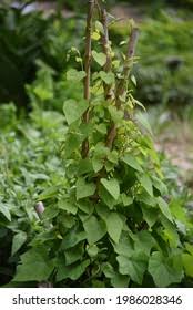 Attēlu rezultāti vaicājumam “Menispermum dauricum leaf”
