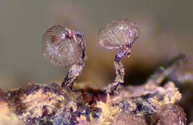 Attēlu rezultāti vaicājumam “Cribraria purpurea macro”