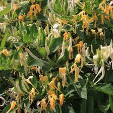 Attēlu rezultāti vaicājumam “Lonicera caprifolium”