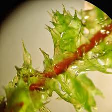 Attēlu rezultāti vaicājumam “Rhytidiadelphus”