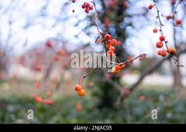 Attēlu rezultāti vaicājumam “Malus prunifolia fruit”