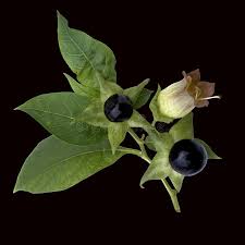 Image result for beladona