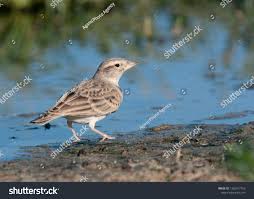 Image result for Calandrella brachydactyla