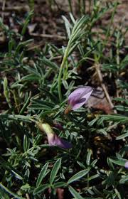 Attēlu rezultāti vaicājumam “Astragalus arenarius”