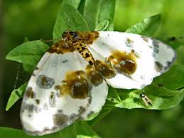 Attēlu rezultāti vaicājumam “Abraxas sylvata imago”