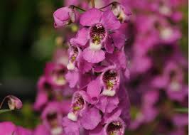 Attēlu rezultāti vaicājumam “Conardia compacta macro”