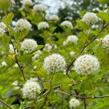 Attēlu rezultāti vaicājumam “Physocarpus opulifolius”