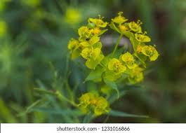 Attēlu rezultāti vaicājumam “Euphorbia virgata flower”