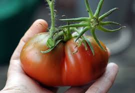 Afbeeldingsresultaat voor black sea man tomato