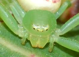 Attēlu rezultāti vaicājumam “Thomisidae”