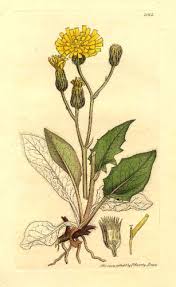 Attēlu rezultāti vaicājumam “Hieracium murorum flower”