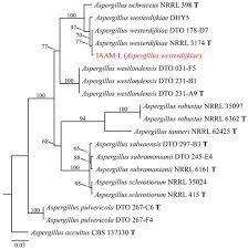 Attēlu rezultāti vaicājumam “Fuligo gyrosa plasmodium”
