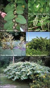 Attēlu rezultāti vaicājumam “Reynoutria sachalinensis leaf”