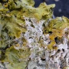 Attēlu rezultāti vaicājumam “Athelia pyriformis”