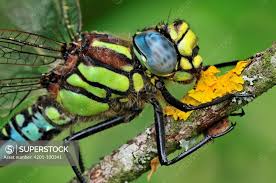 Attēlu rezultāti vaicājumam “Brachytron pratense”