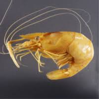 Attēlu rezultāti vaicājumam “Didymium crustaceum macro”