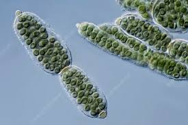 Attēlu rezultāti vaicājumam “Nostoc pruniforme macro”