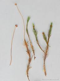 Attēlu rezultāti vaicājumam “Polytrichum strictum”