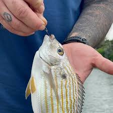 Image result for Archosargus rhomboidalis