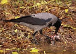 Attēlu rezultāti vaicājumam “Corvus cornix juvenile”