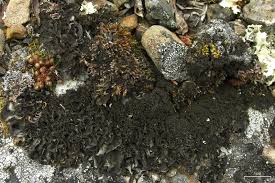 Attēlu rezultāti vaicājumam “Leptogium saturninum”