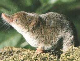 Attēlu rezultāti vaicājumam “Insectivora”