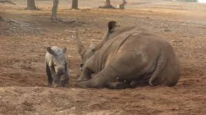 Image result for Rhyl Rhinos