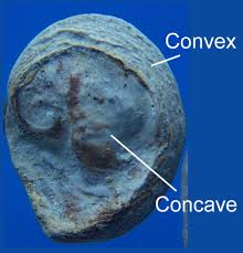 Attēlu rezultāti vaicājumam “Lycogala convexum sessile”