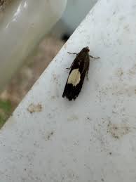 Attēlu rezultāti vaicājumam “Pammene rhediella”