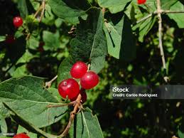 Attēlu rezultāti vaicājumam “Lonicera xylosteum fruit”