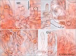 Attēlu rezultāti vaicājumam “Oxyporus corticola”
