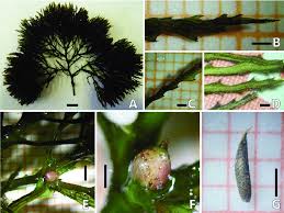 Attēlu rezultāti vaicājumam “Najas marina leaf”