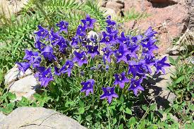 Image result for Campanula affinis