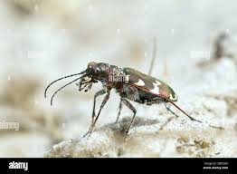 Attēlu rezultāti vaicājumam “Cicindela hybrida”