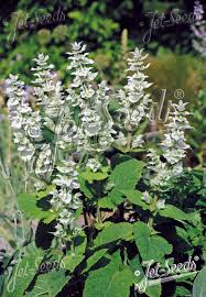 Image result for Salvia sclarea