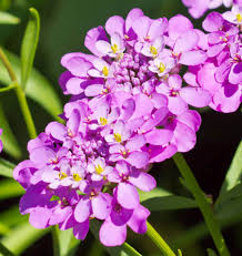 Image result for Iberis umbellata