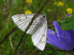 Attēlu rezultāti vaicājumam “Siona lineata”
