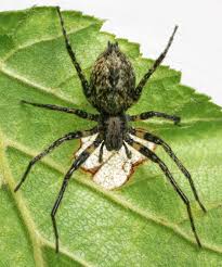 Attēlu rezultāti vaicājumam “Anyphaena accentuata”