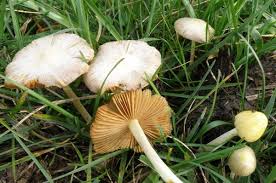 Attēlu rezultāti vaicājumam “Bolbitius vitellinus”