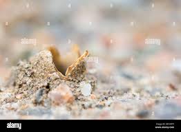 Attēlu rezultāti vaicājumam “Geopora arenicola”