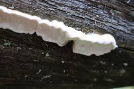 Attēlu rezultāti vaicājumam “Postia sericeomollis”