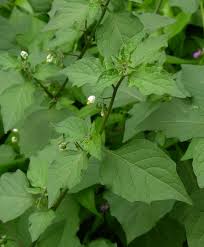 Attēlu rezultāti vaicājumam “Solanum nigrum leaf”