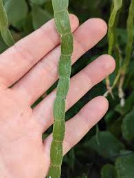 Attēlu rezultāti vaicājumam “Polygonaceae”