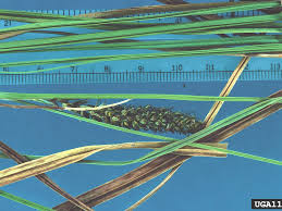 Attēlu rezultāti vaicājumam “Carex acuta leaf”