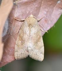 Attēlu rezultāti vaicājumam “Cosmia trapezina”